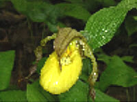 Yellow Lady Slipper